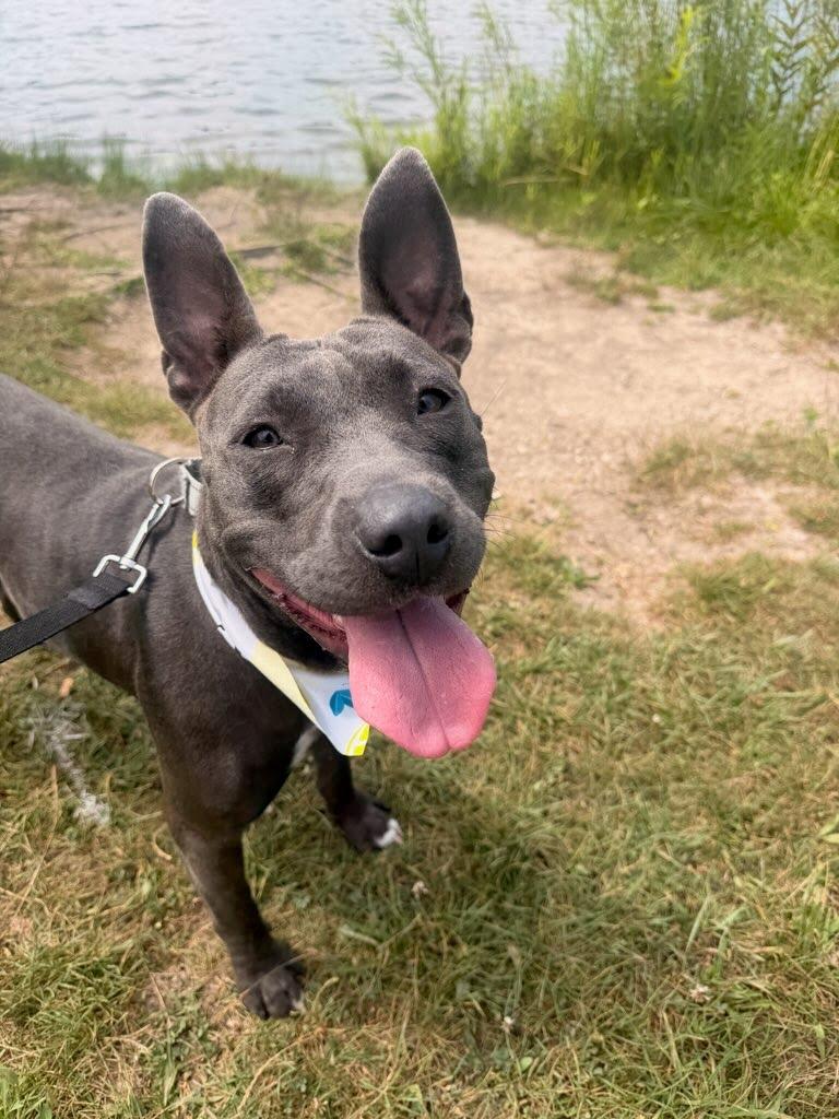 Enlarge Ursula, a ADOPTABLE mixed breed in Oswego, IL image 4/5