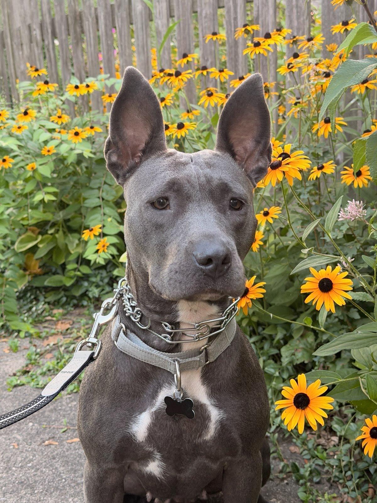 Enlarge Ursula, a ADOPTABLE mixed breed in Oswego, IL image 1/6