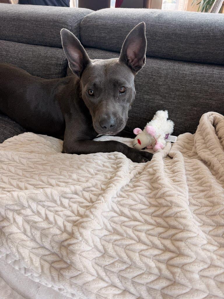 Enlarge Ursula, a ADOPTABLE mixed breed in Oswego, IL image 3/5