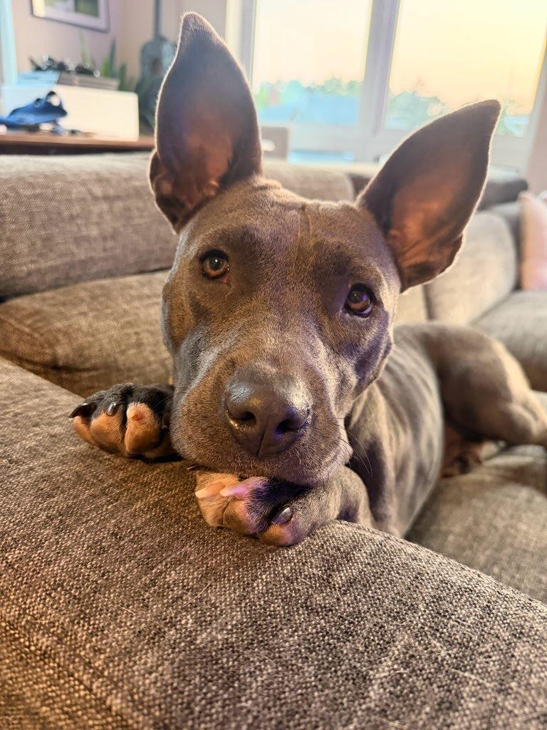 Ursula, ADOPTABLE, Young Female Pit Bull Terrier.