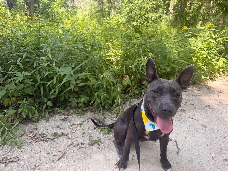 Enlarge Ursula, a ADOPTABLE mixed breed in Oswego, IL image 2/5
