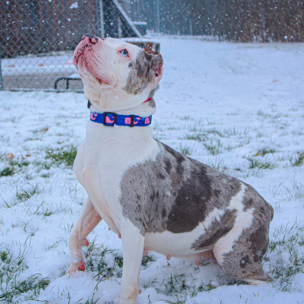 Ice Spice 163, a Adoptable mixed breed in Canastota, NY image 1/4