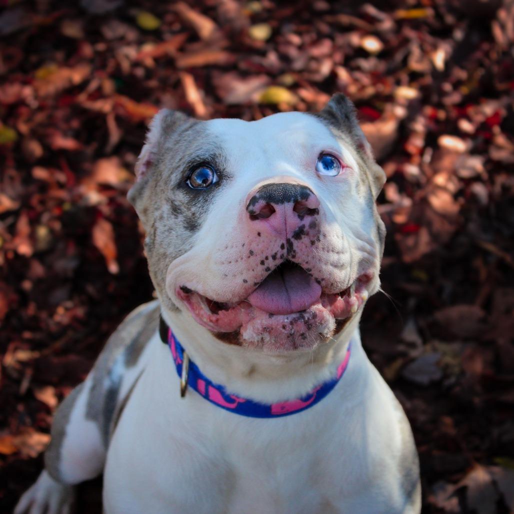 Ice Spice 163, a Adoptable mixed breed in Canastota, NY image 2/4