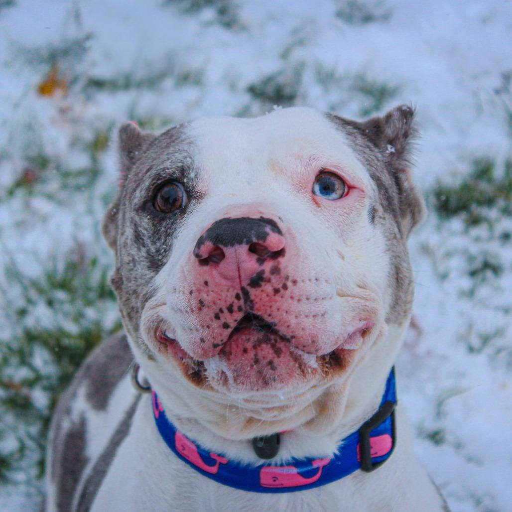 Ice Spice 163, a Adoptable mixed breed in Canastota, NY image 3/4