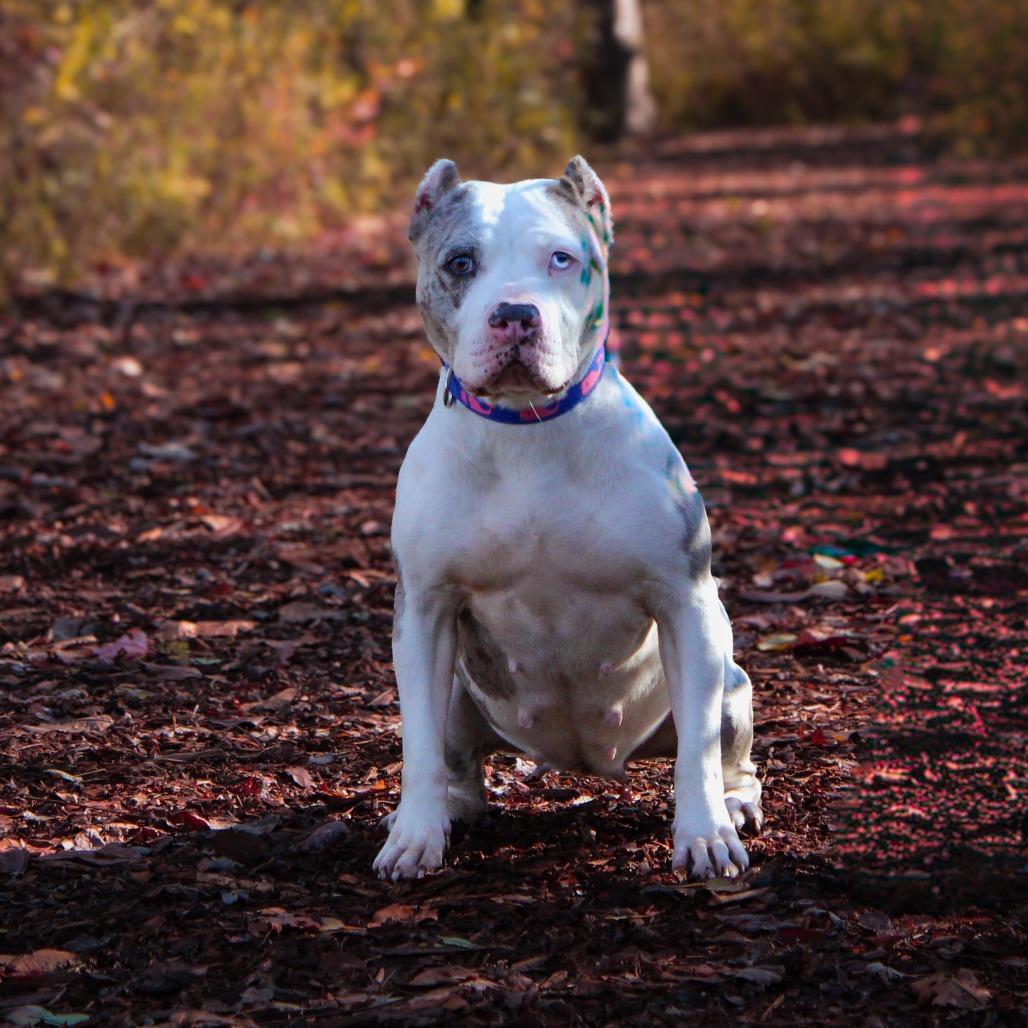 Ice Spice 163, a Adoptable mixed breed in Canastota, NY image 4/4