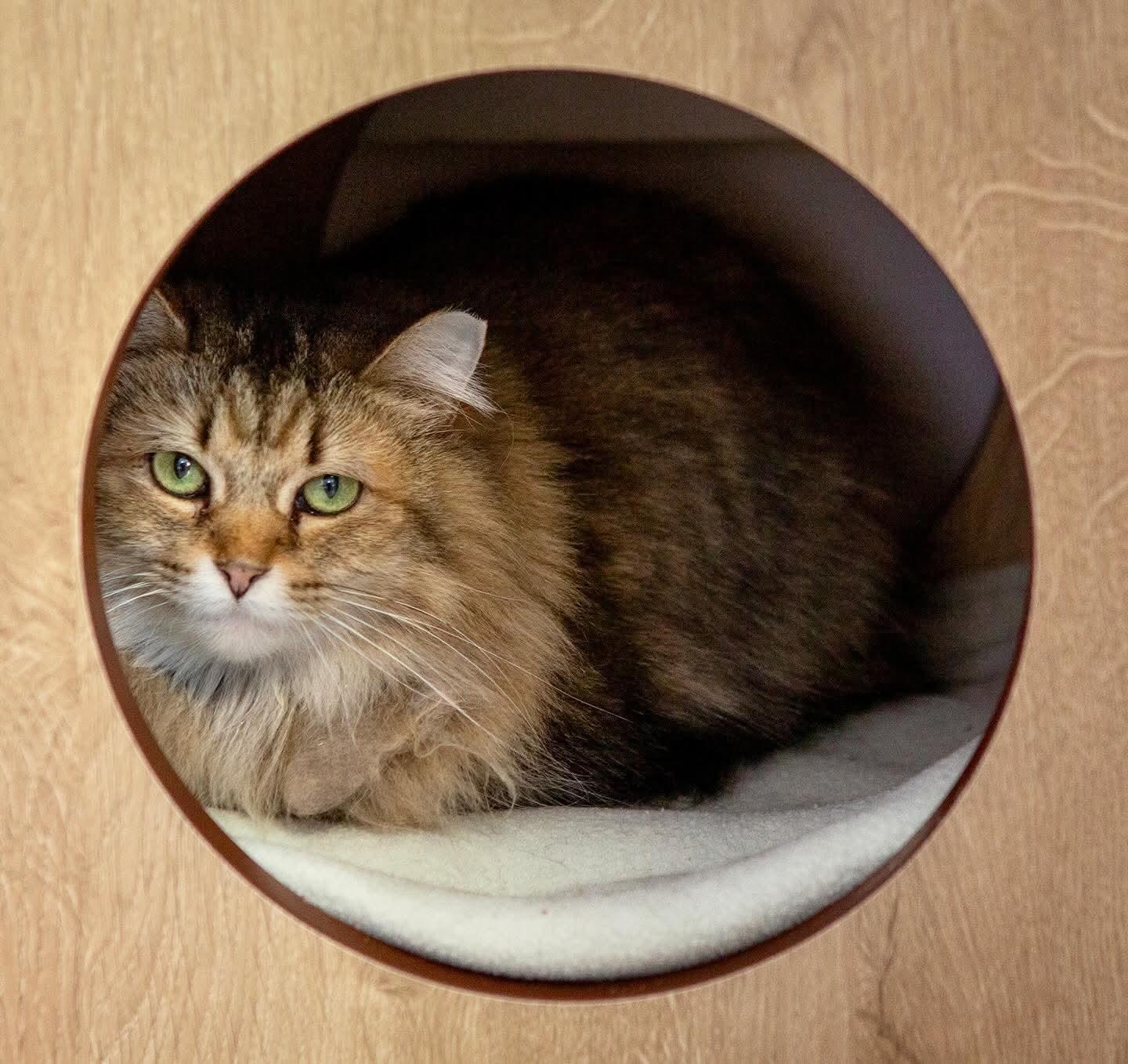 Ewok, Adoptable, Senior Male Domestic Long Hair.