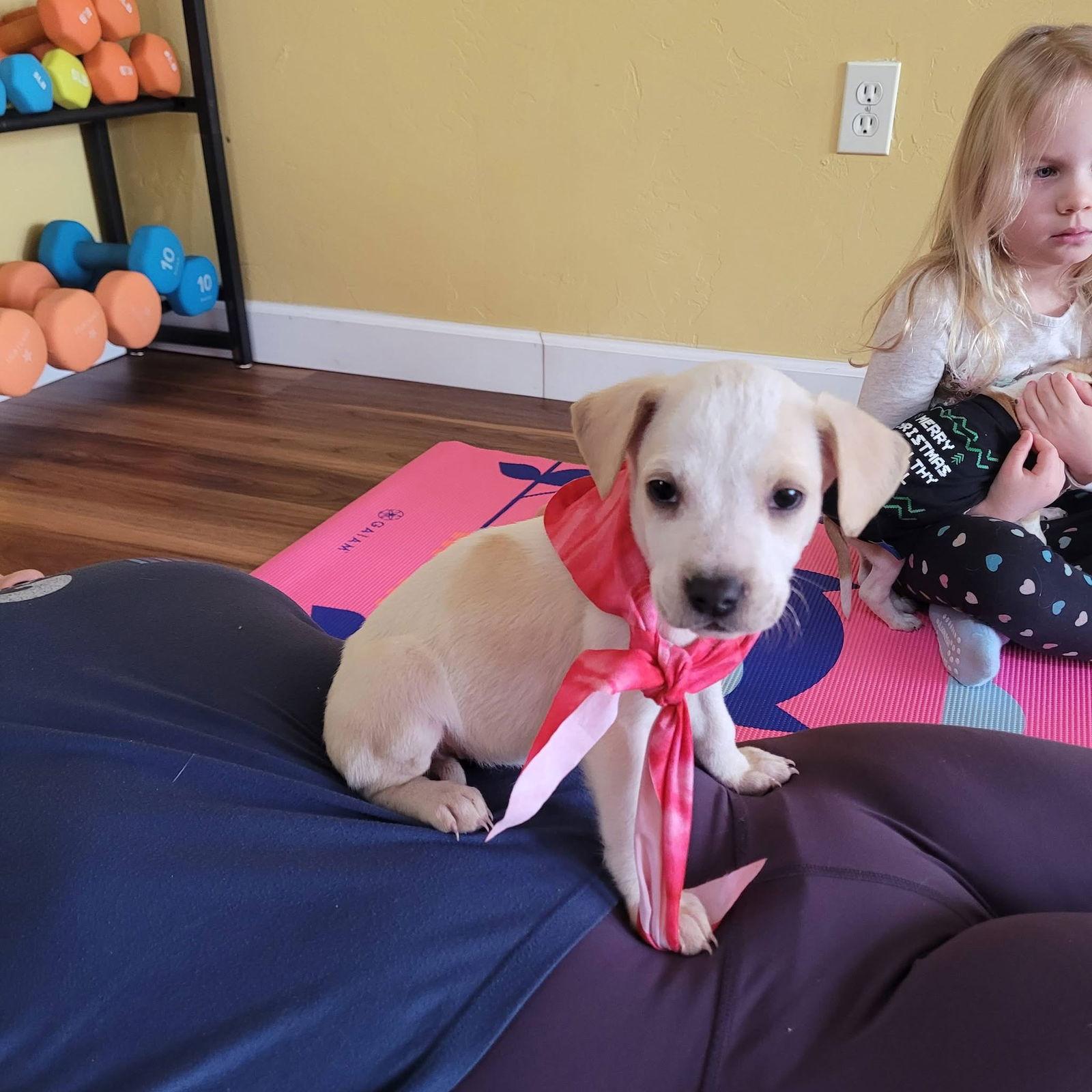 Beth, Adoptable, Puppy Female Terrier.