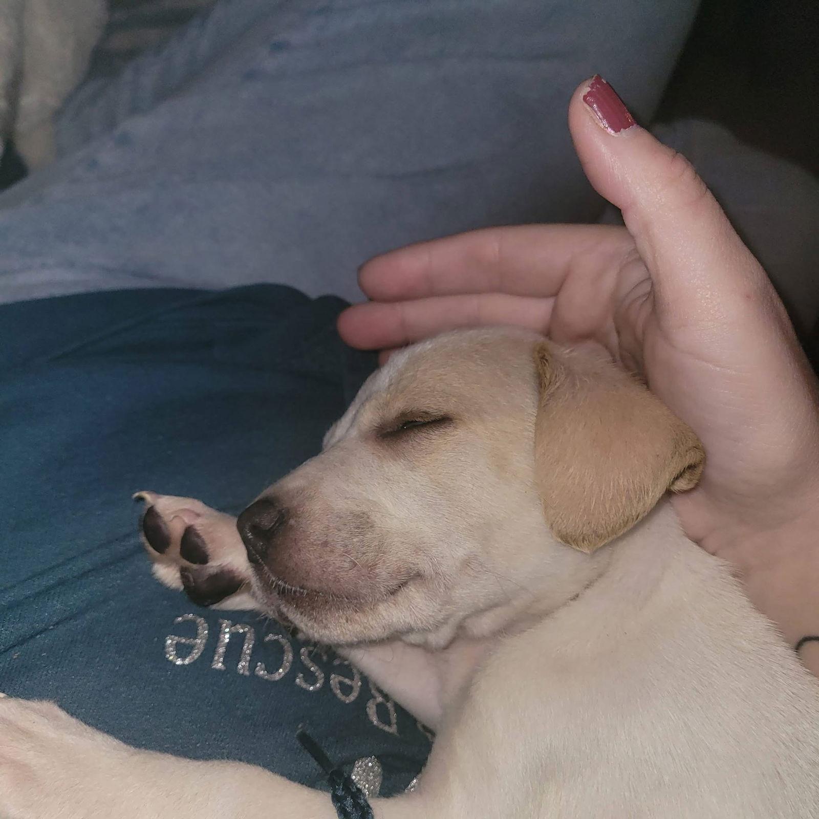 Enlarge Beth, a Adoptable Terrier in New London, WI image 2/2