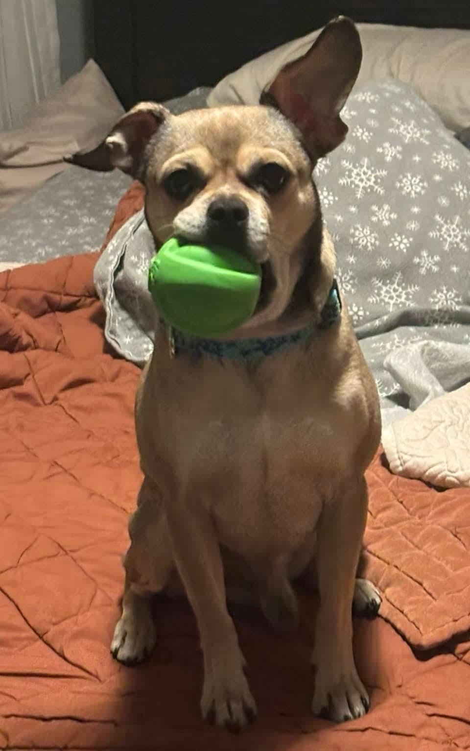 Peanut , a ADOPTABLE mixed breed in Mount Bethel, PA image 5/6