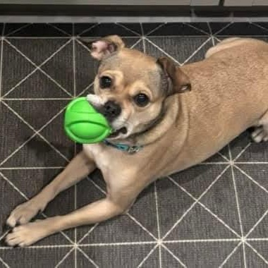 Peanut , a ADOPTABLE mixed breed in Mount Bethel, PA image 6/6