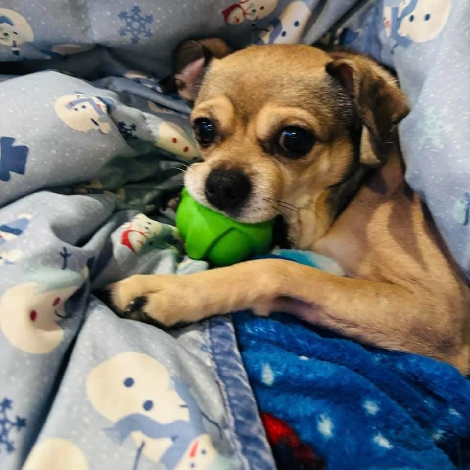 Peanut , a ADOPTABLE mixed breed in Mount Bethel, PA image 1/6