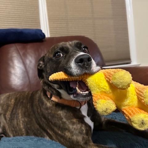 Lola, Adoptable, Senior Female Pit Bull Terrier & American Staffordshire Terrier.