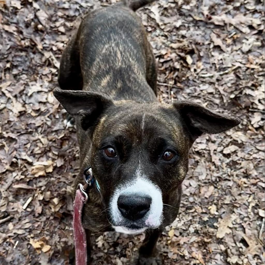 Lola, Adoptable, Senior Female Pit Bull Terrier.