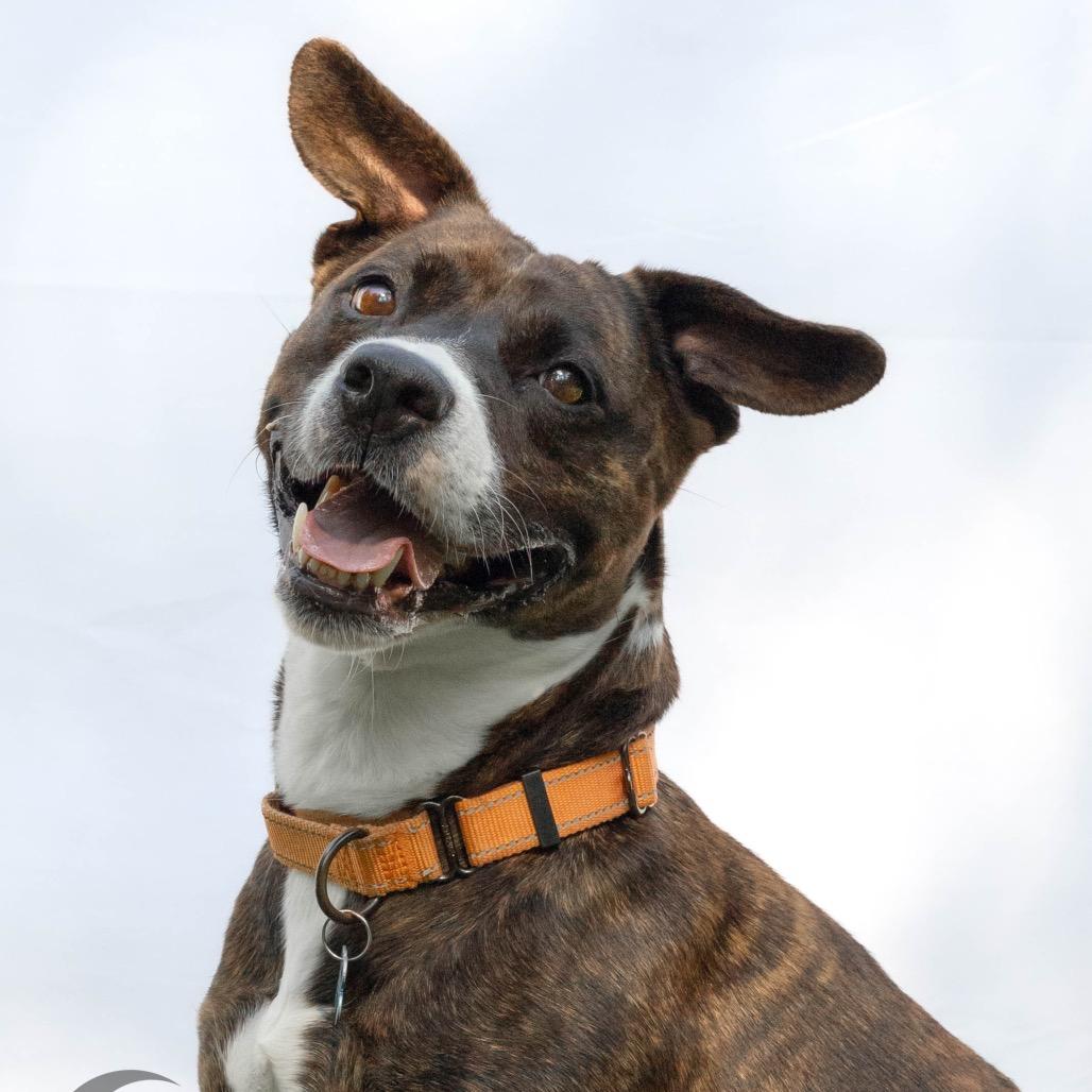 Enlarge Lola, a Adoptable Pit Bull Terrier in Troy, VA image 2/6