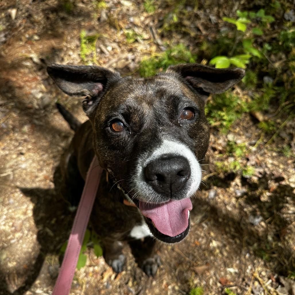 Enlarge Lola, a Adoptable Pit Bull Terrier in Troy, VA image 3/6