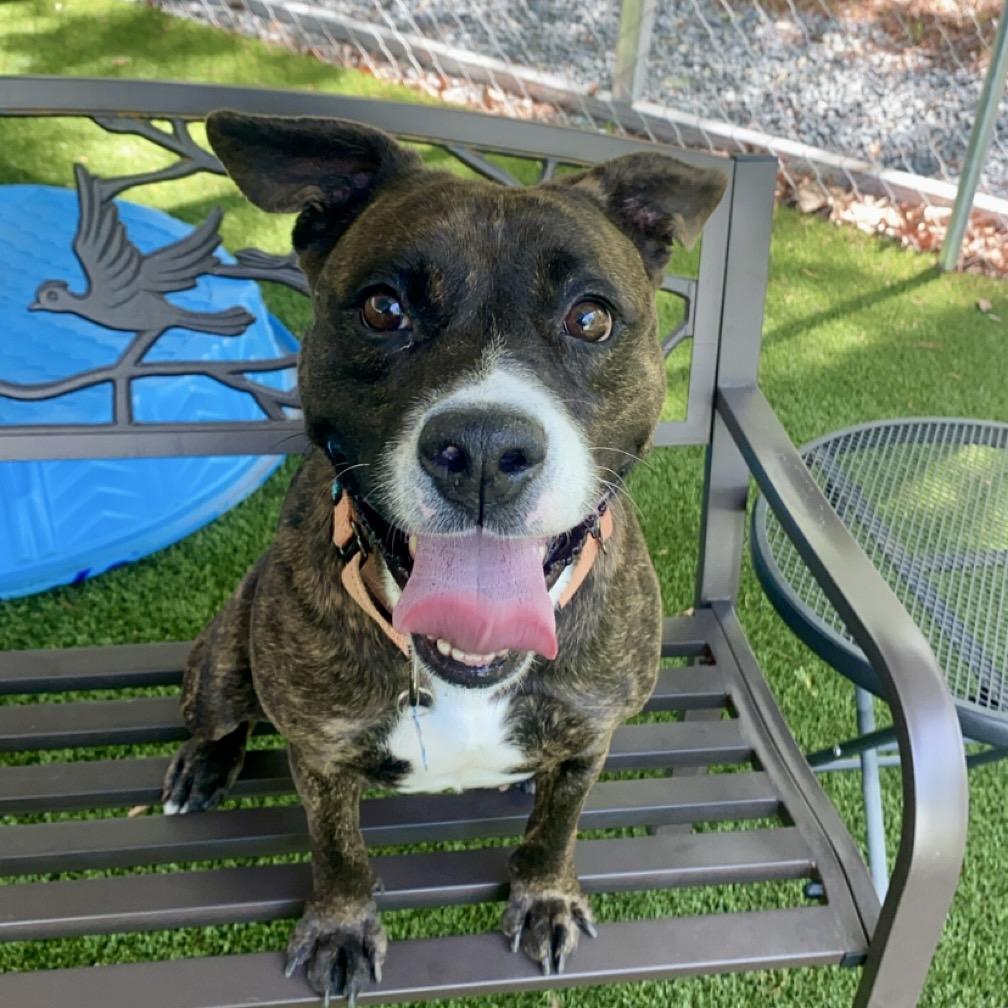 Enlarge Lola, a Adoptable Pit Bull Terrier in Troy, VA image 4/6