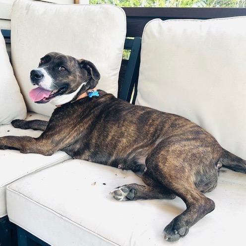 Enlarge Lola, a Adoptable mixed breed in Troy, VA image 3/6