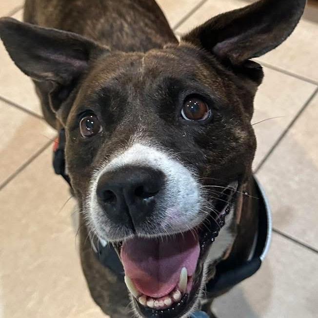 Enlarge Lola, a Adoptable Pit Bull Terrier in Troy, VA image 5/6