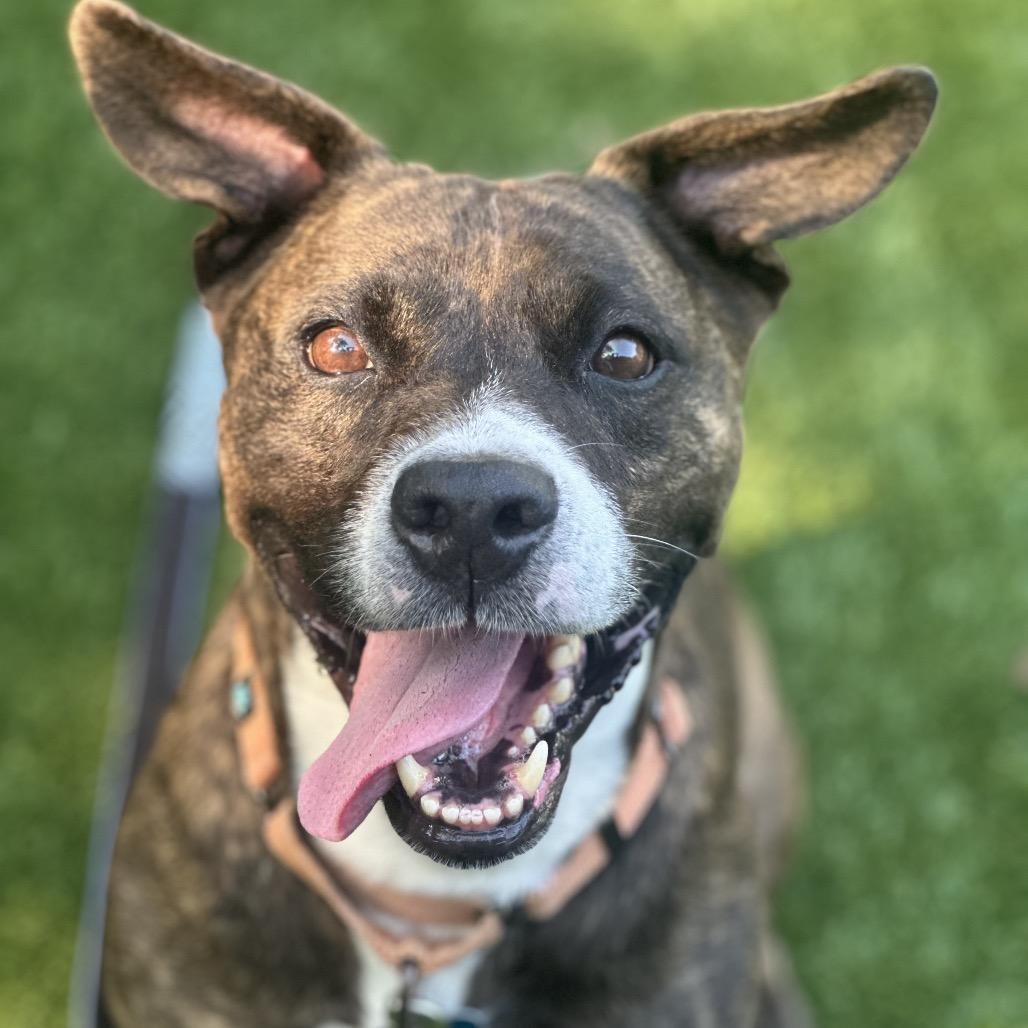 Enlarge Lola, a Adoptable Pit Bull Terrier in Troy, VA image 6/6