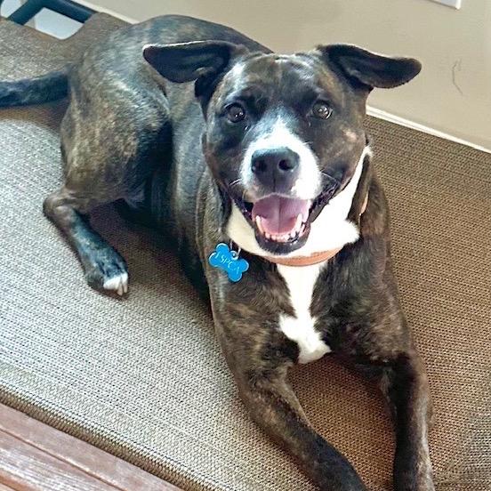 Enlarge Lola, a Adoptable mixed breed in Troy, VA image 4/6