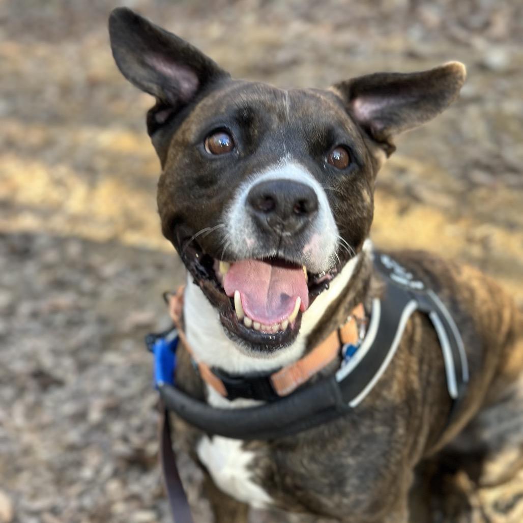 Enlarge Lola, a Adoptable mixed breed in Troy, VA image 6/6