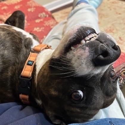 Enlarge Lola, a Adoptable mixed breed in Troy, VA image 6/6