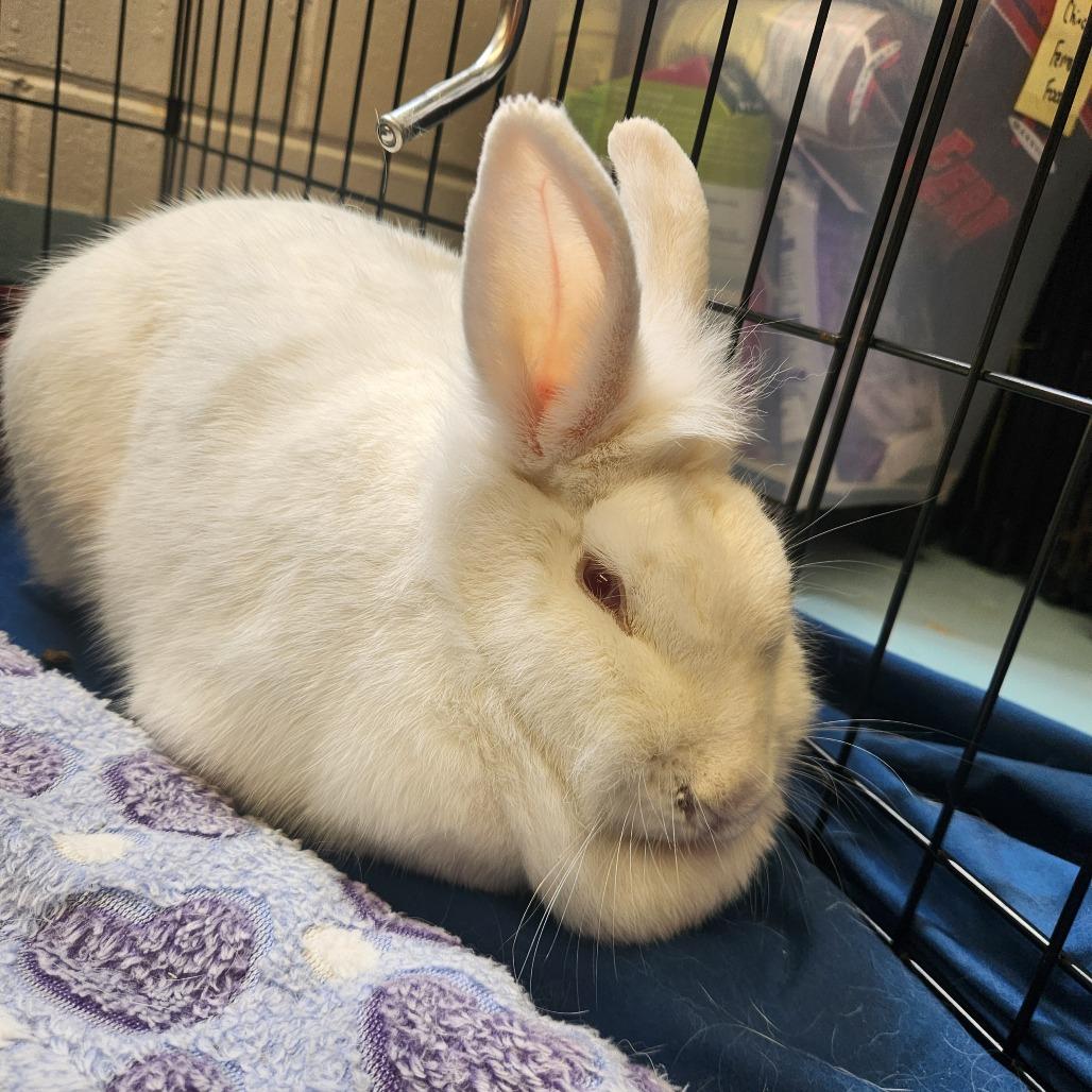 Petunia, Adoptable, Adult Female Lionhead.