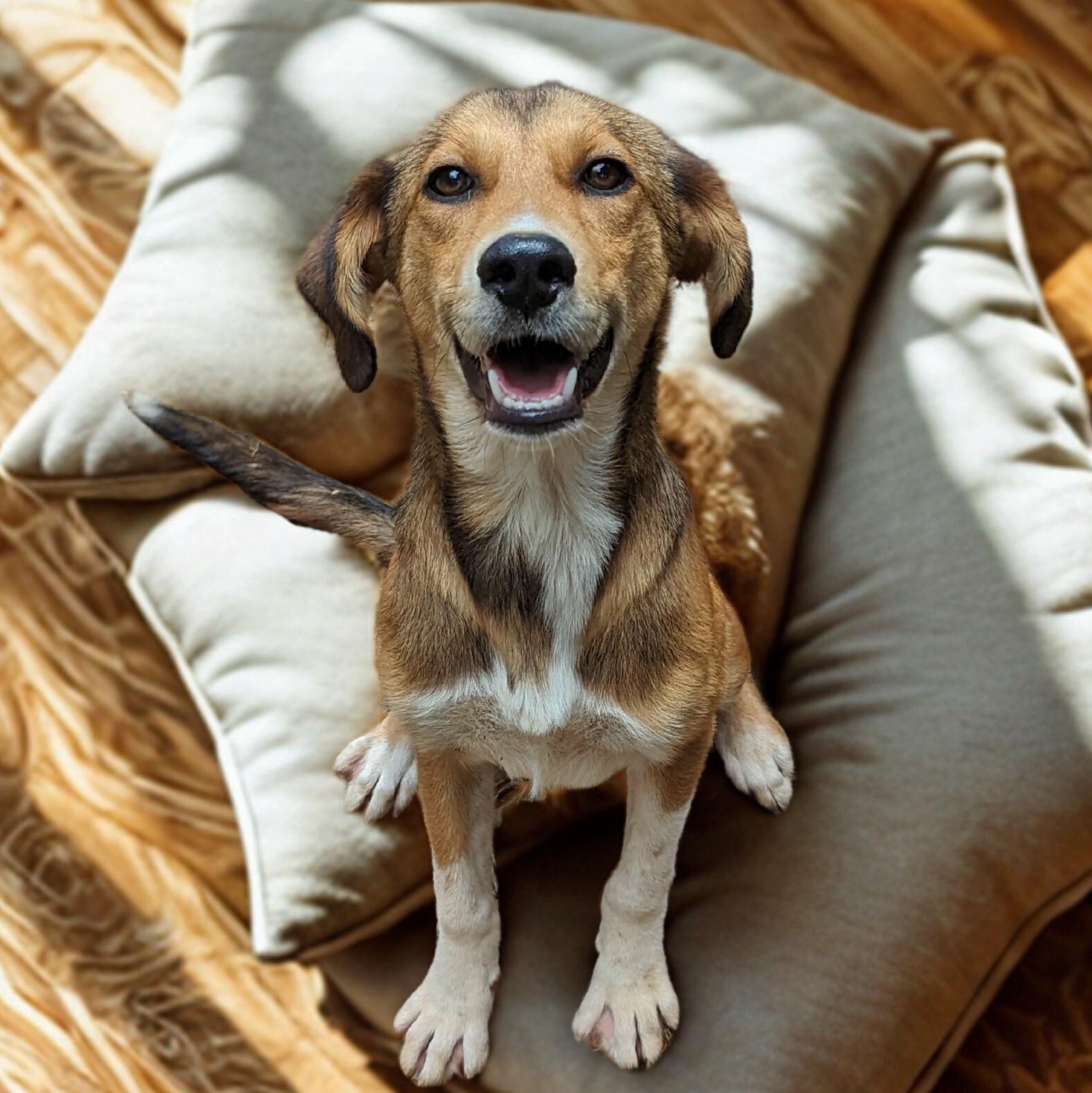 Enlarge Willow, an adoptable mixed breed in Helena, AL image 1/2