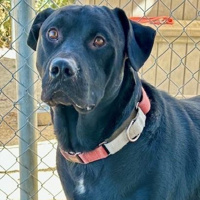 Kalvin, an adoptable Black Labrador Retriever, Pit Bull Terrier in Phoenix, OR, 97535 | Photo Image 5