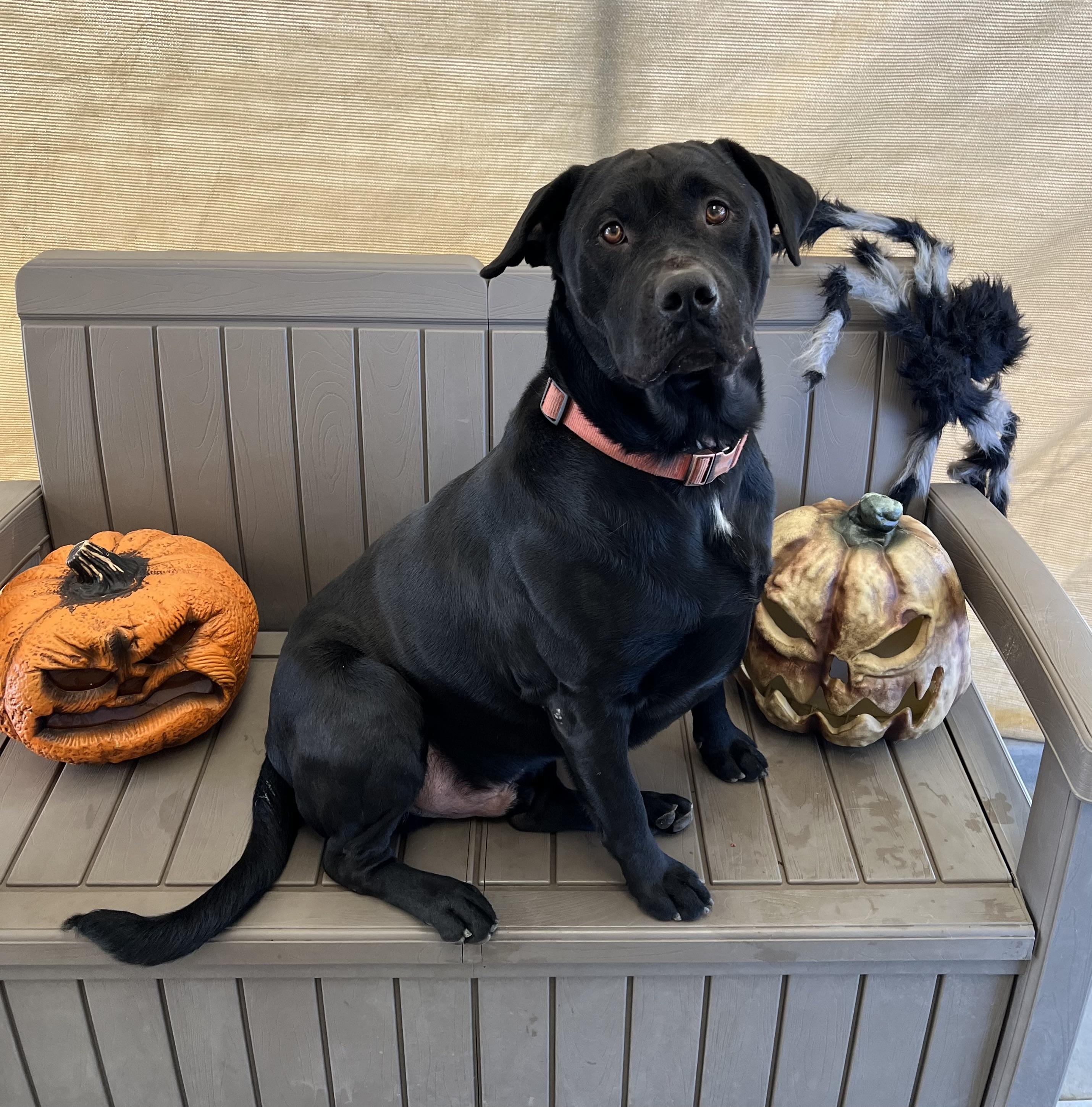 Kalvin, an adoptable Black Labrador Retriever, Pit Bull Terrier in Phoenix, OR, 97535 | Photo Image 5