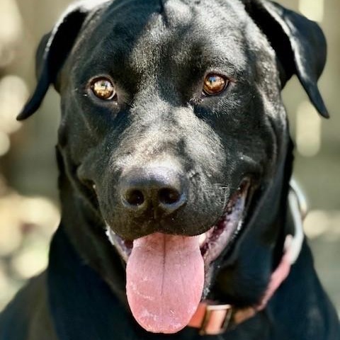 Kalvin, an adoptable Black Labrador Retriever, Pit Bull Terrier in Phoenix, OR, 97535 | Photo Image 1