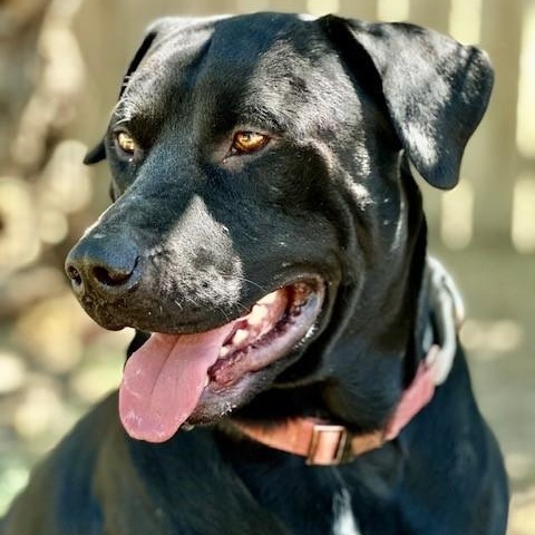Kalvin, an adoptable Black Labrador Retriever, Pit Bull Terrier in Phoenix, OR, 97535 | Photo Image 3