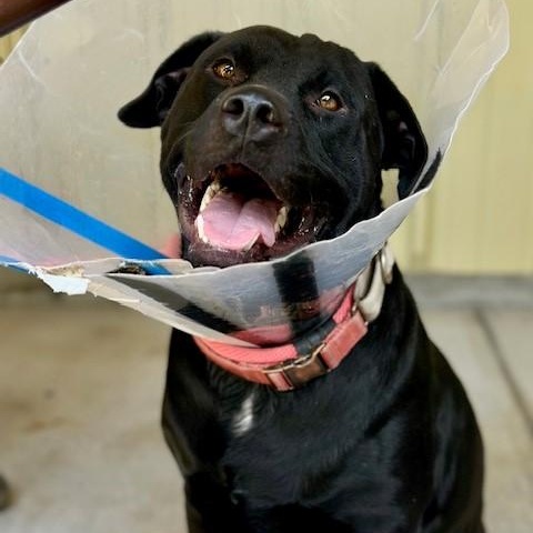 Kalvin, an adoptable Black Labrador Retriever, Pit Bull Terrier in Phoenix, OR, 97535 | Photo Image 6