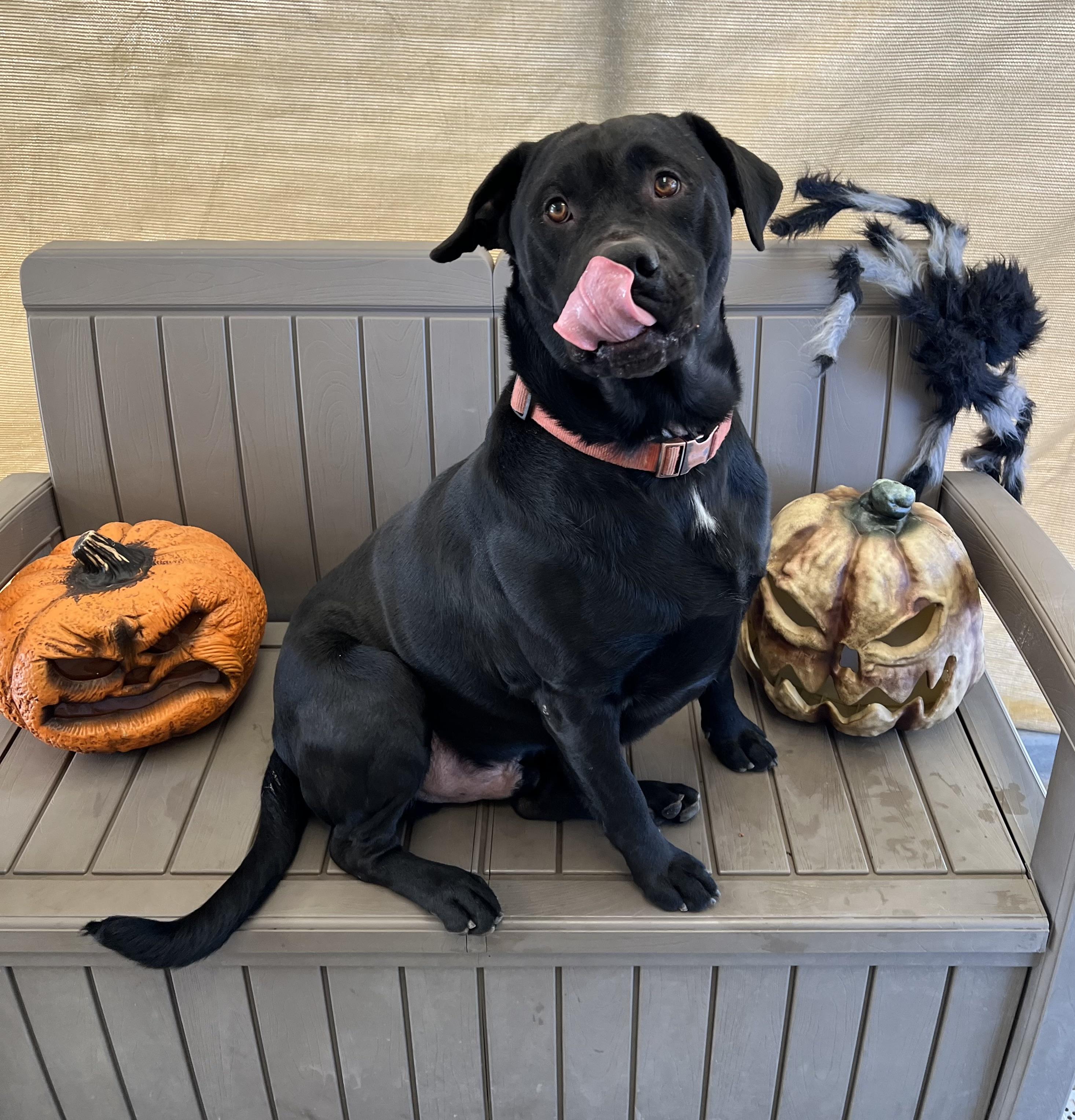 Kalvin, an adoptable Black Labrador Retriever, Pit Bull Terrier in Phoenix, OR, 97535 | Photo Image 4
