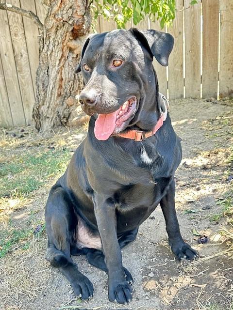 Kalvin, an adoptable Black Labrador Retriever, Pit Bull Terrier in Phoenix, OR, 97535 | Photo Image 2
