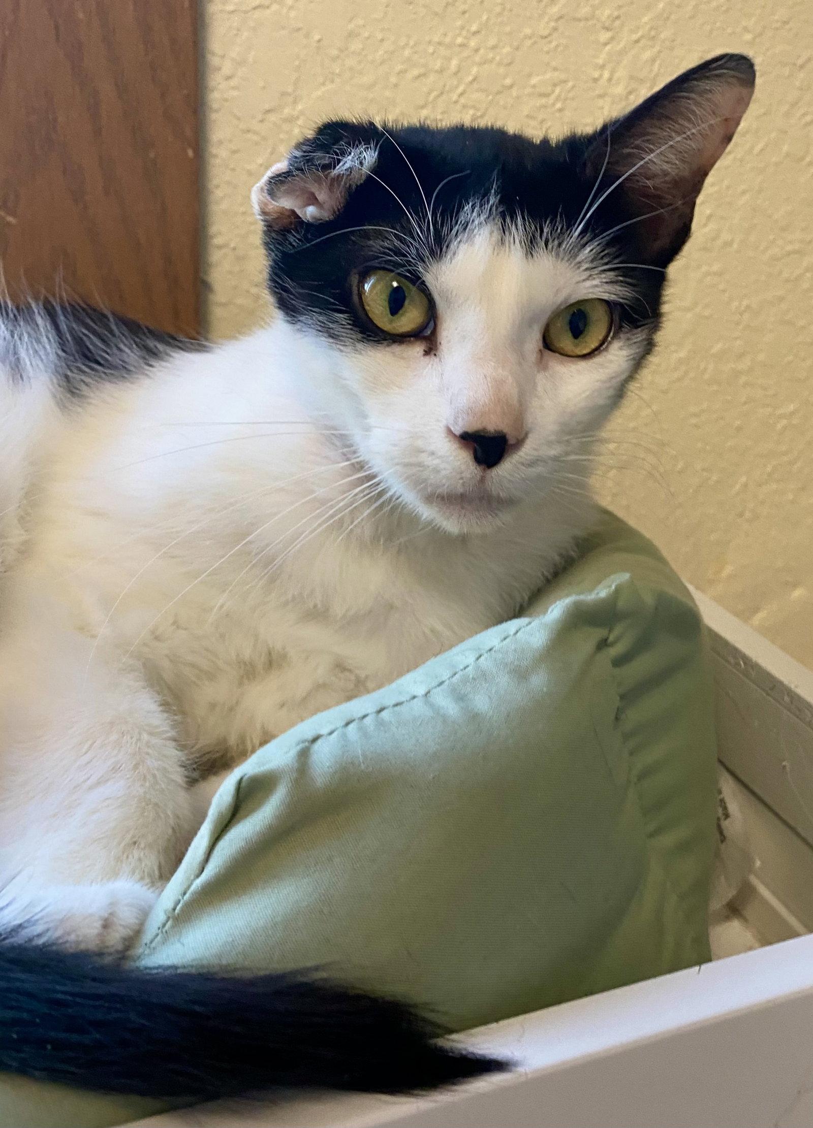 Baby Kitty, Adoptable, Adult Male Domestic Short Hair.