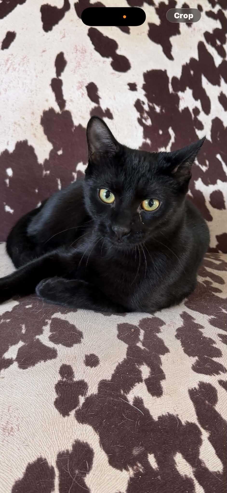 Felix, Adoptable, Kitten Male American Shorthair.