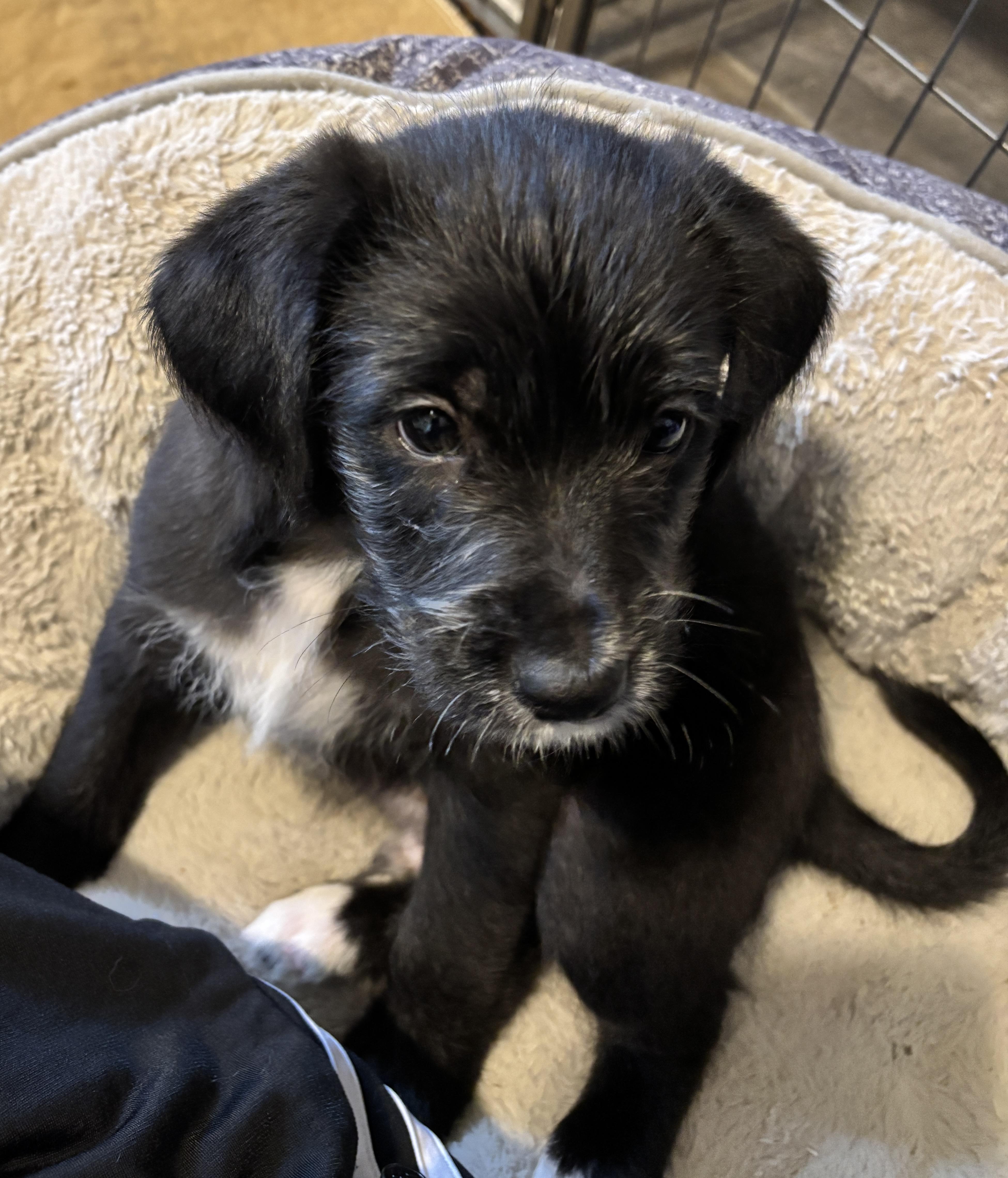 Griswold, ADOPTABLE, Puppy Male Aussiedoodle & Chihuahua.