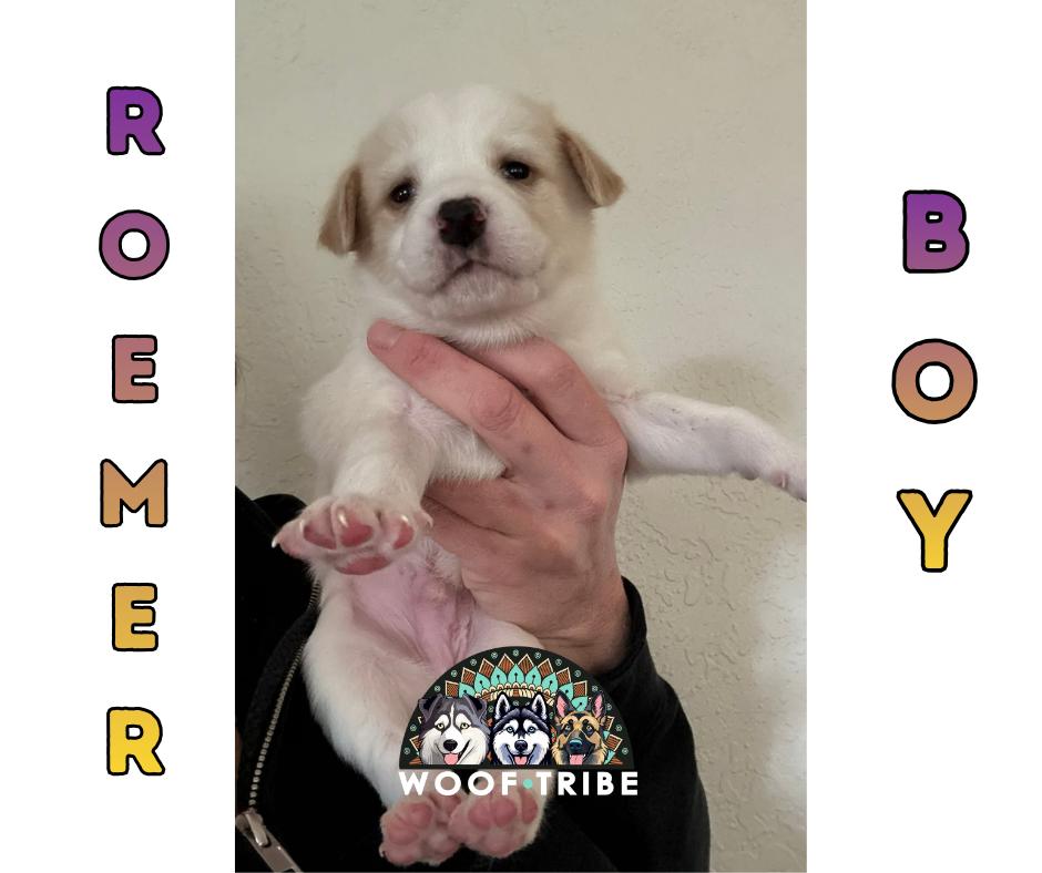 💙✨ ROEMER BOY ✨💙, ADOPTABLE, Puppy Male Siberian Husky & Labrador Retriever.