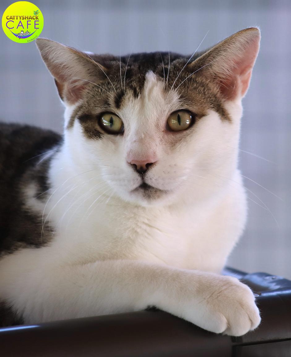 Vail - CSC, a Adoptable Domestic Short Hair in North Fort Myers, FL image 1/4