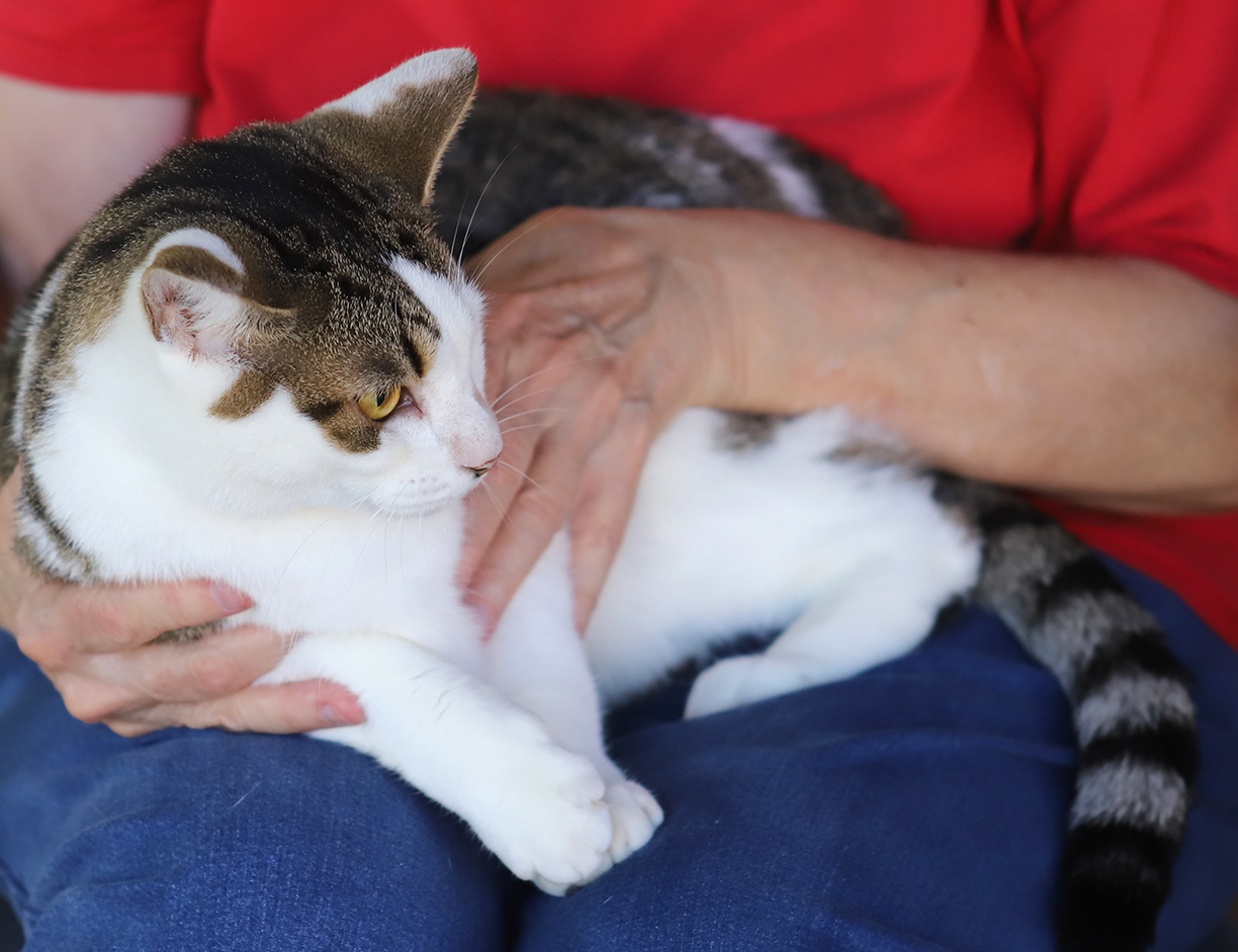 Vail - CSC, a Adoptable Domestic Short Hair in North Fort Myers, FL image 4/4