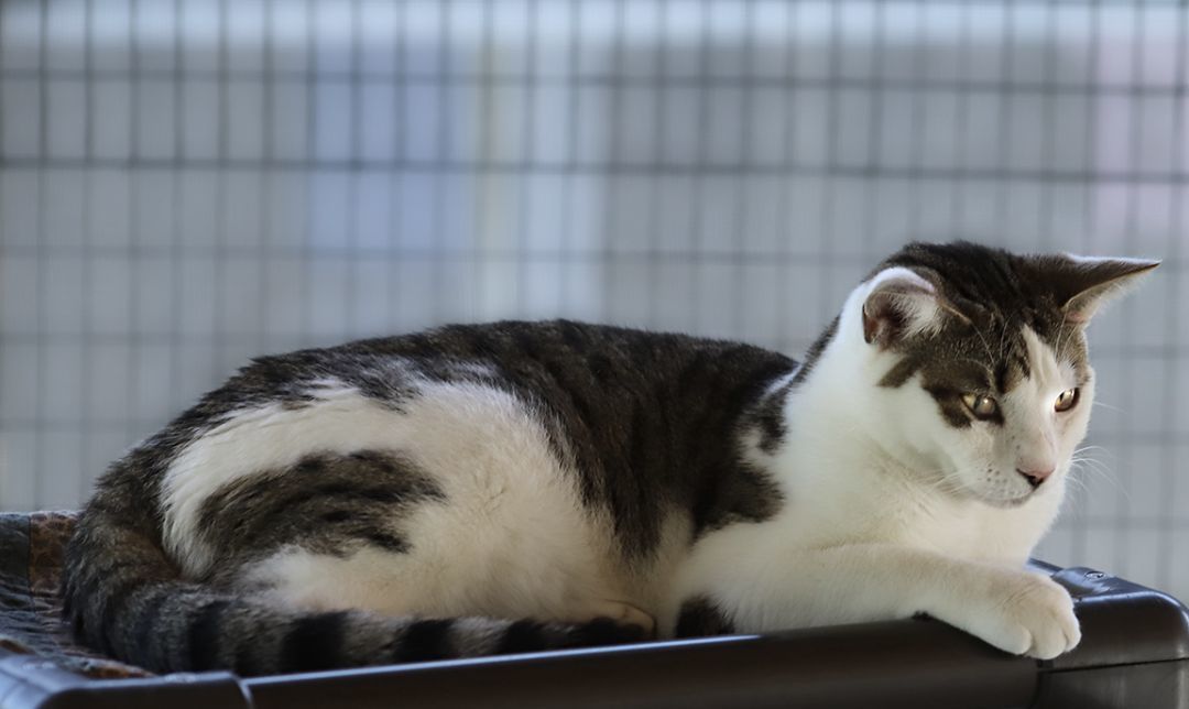 Vail - CSC, a Adoptable Domestic Short Hair in North Fort Myers, FL image 3/4