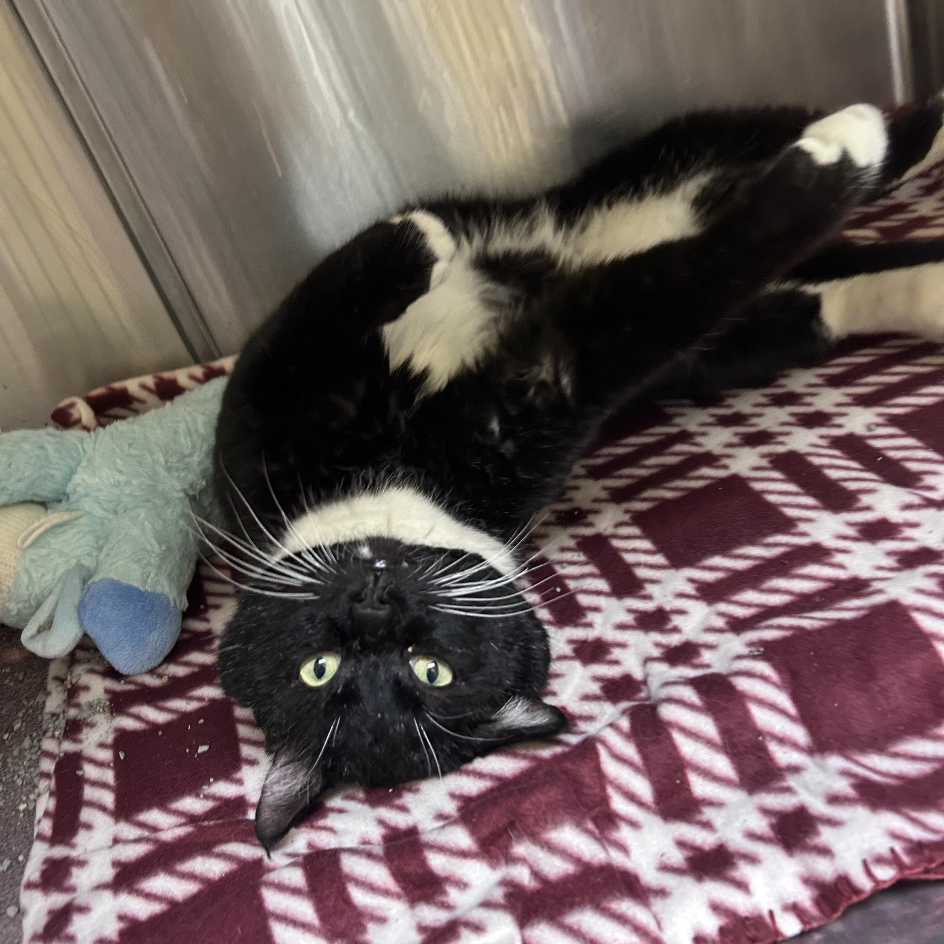 Porkchop , ADOPTABLE, Adult Male Domestic Short Hair & Tuxedo.