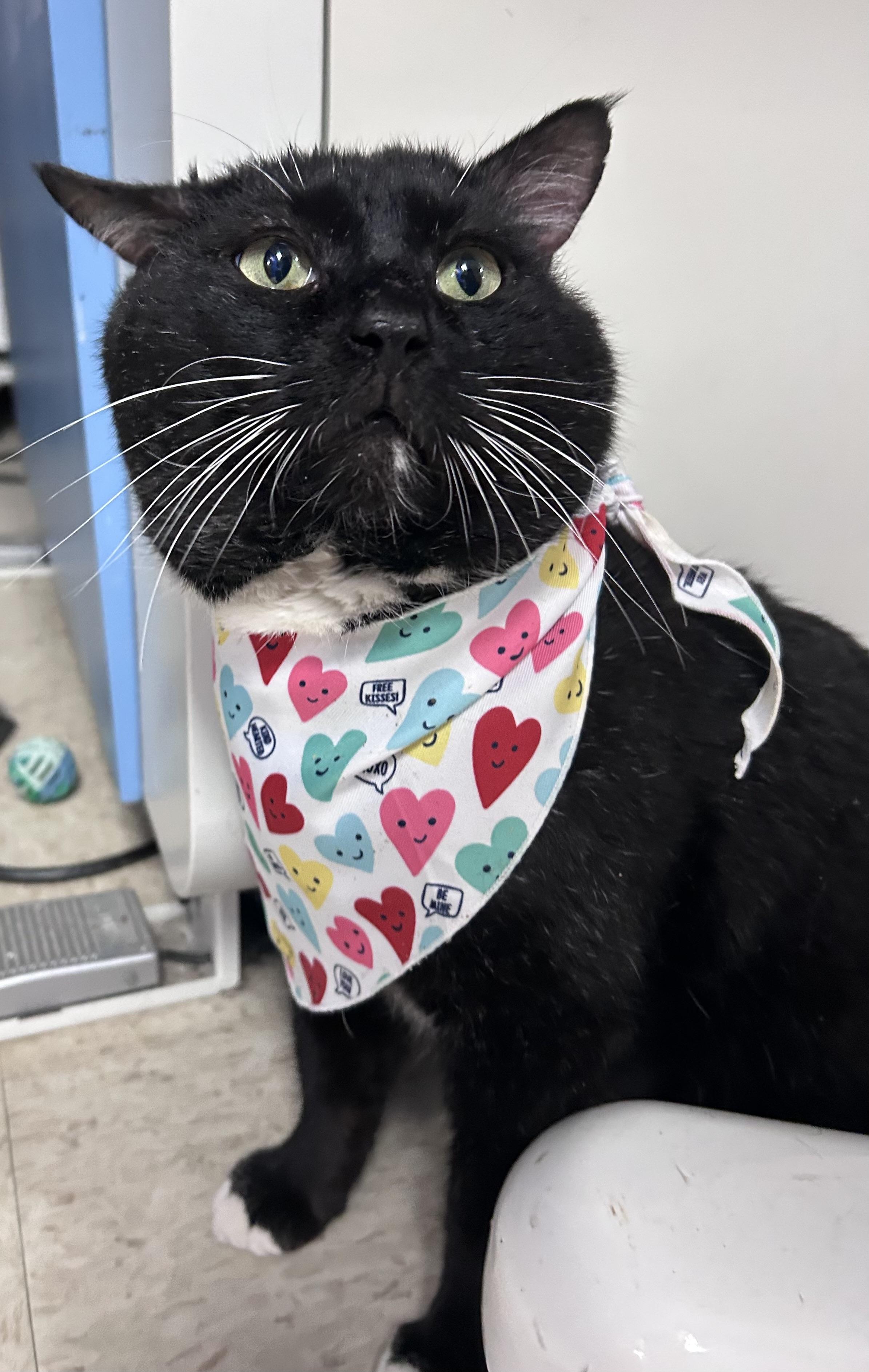 Enlarge Porkchop , a ADOPTABLE mixed breed in Greensboro, NC image 2/5