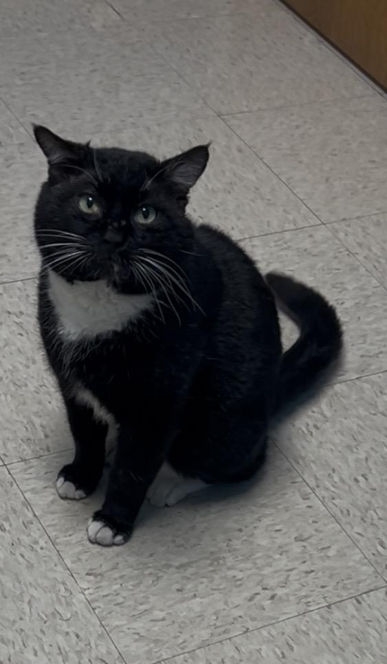 Enlarge Porkchop , a ADOPTABLE mixed breed in Greensboro, NC image 4/5