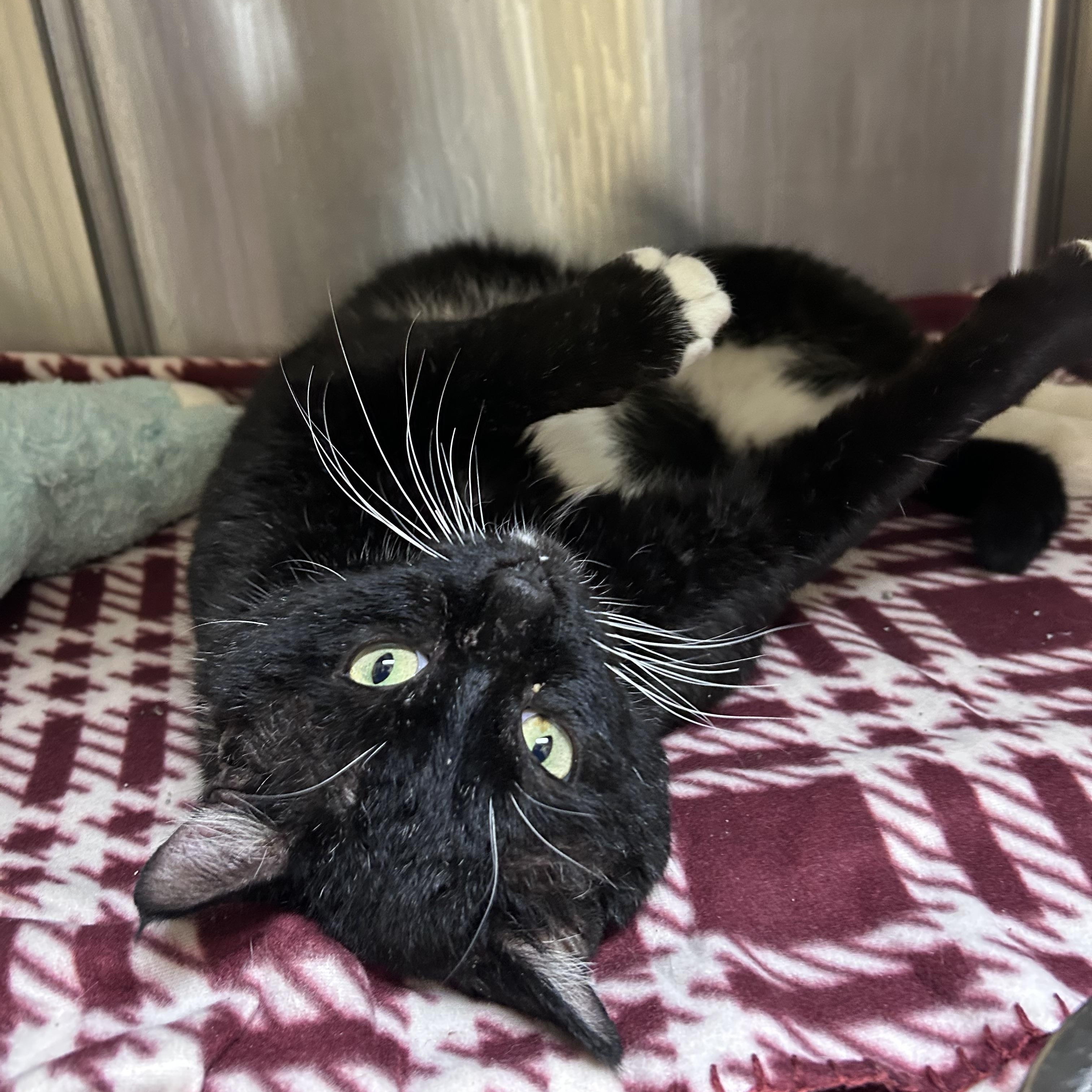 Enlarge Porkchop , a ADOPTABLE mixed breed in Greensboro, NC image 5/5