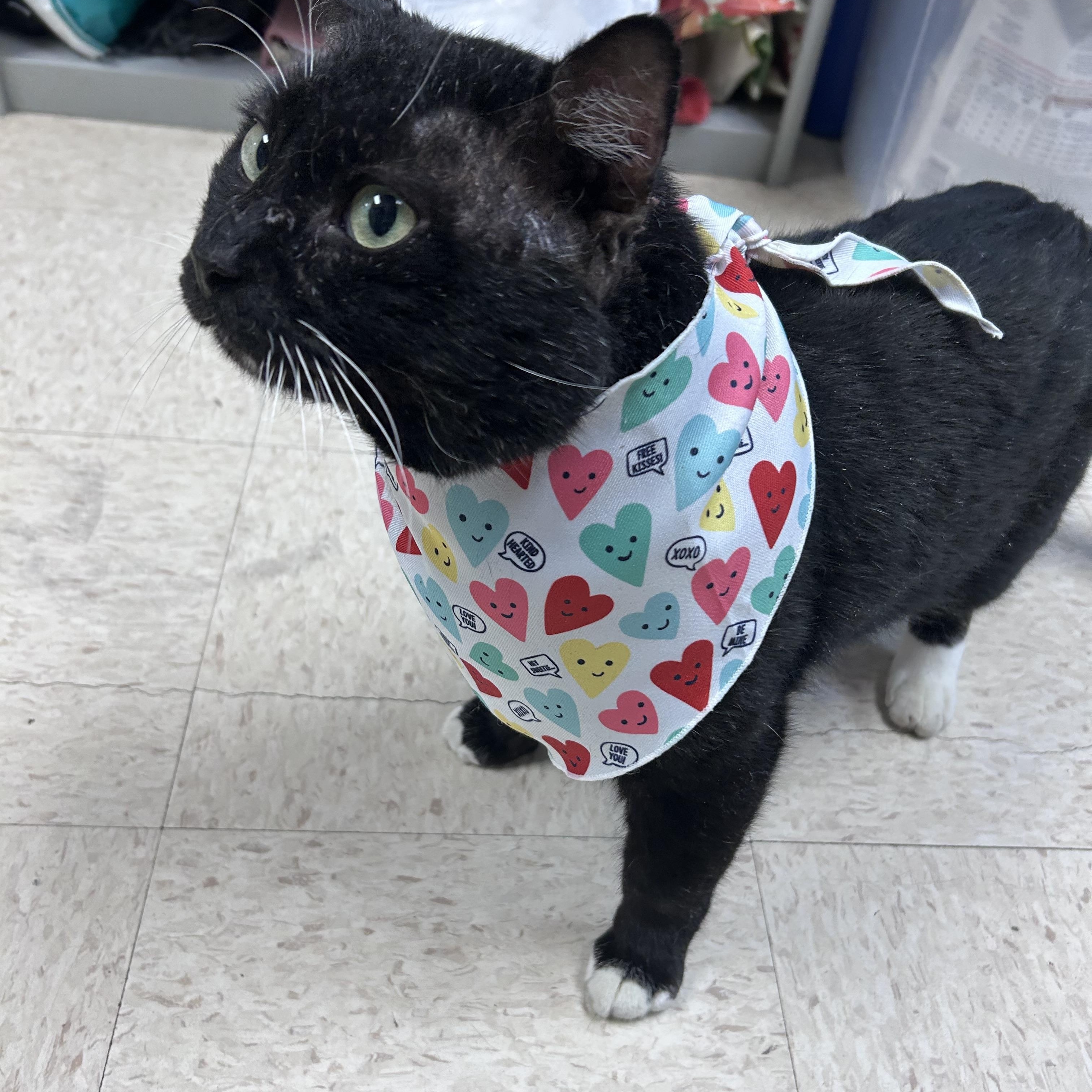 Enlarge Porkchop , a ADOPTABLE mixed breed in Greensboro, NC image 3/5