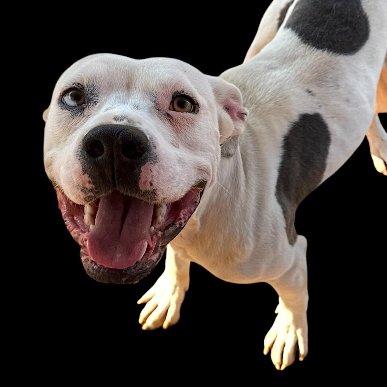 Enlarge Jett, a ADOPTABLE mixed breed in Troy, AL image 2/3