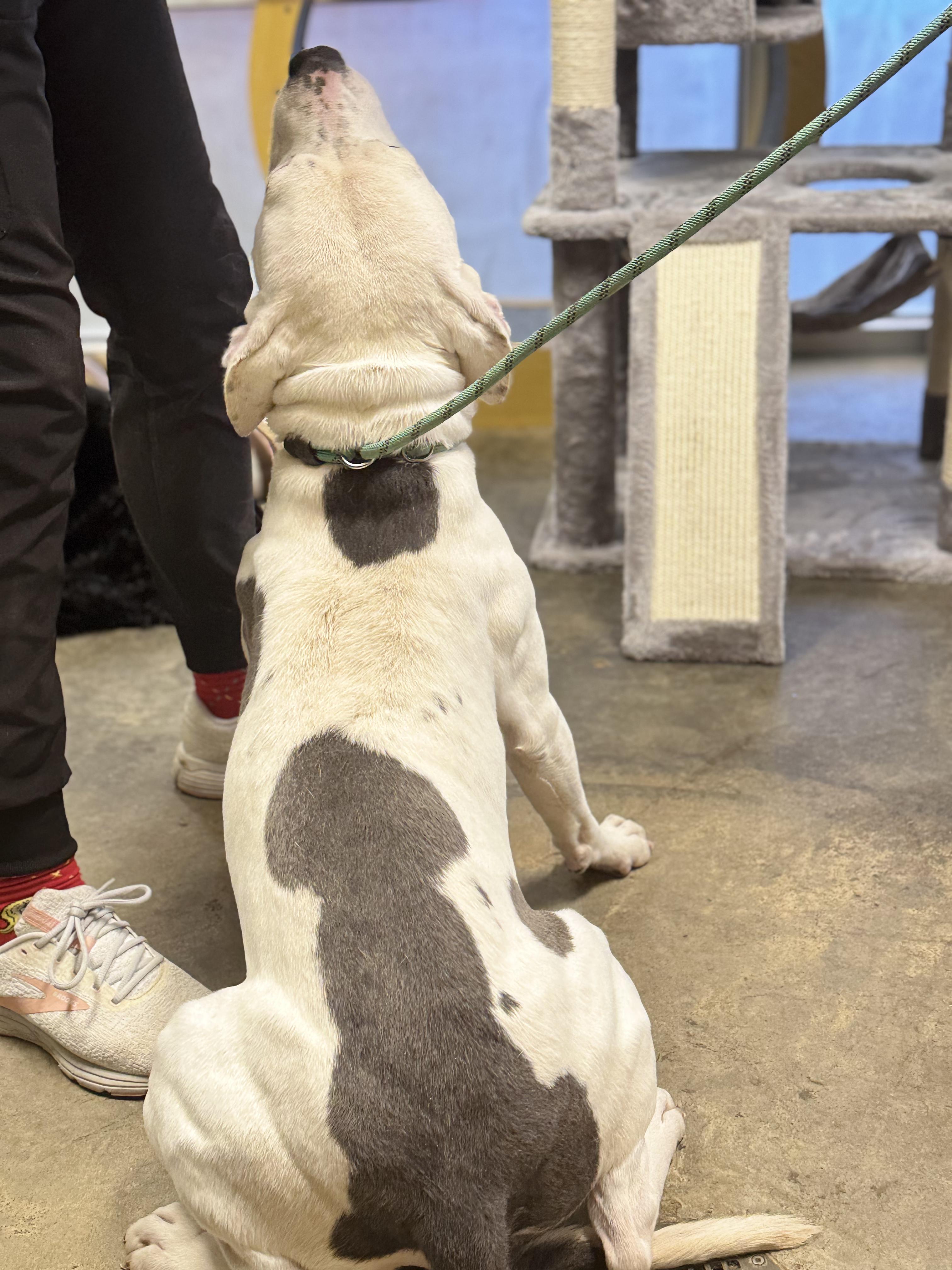 Enlarge Jett, a ADOPTABLE mixed breed in Troy, AL image 1/3