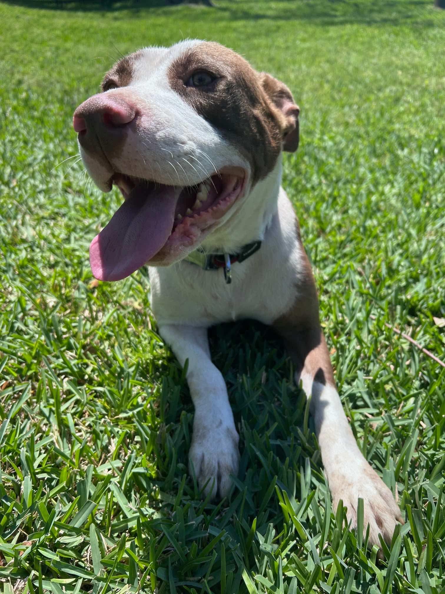 Betsy, Adult Female American Staffordshire Terrier